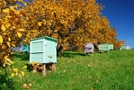 Украинское пчеловодство в цифрах