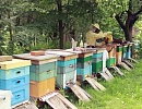 Восстановление здоровья пчелы вместо лечения антибиотиками и применения искусственных стимуляторов