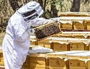 Саудовская Аравия успешно развивает пчеловодство