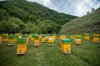 Пчеловодство Азербайджана в 2021 году