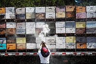 Пчеловодство США в 2017 году: проблем прибавилось
