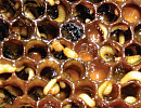 Мировое пчеловодное сообщество активно борется с распространением малого ульевого жука