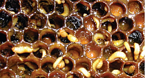 Мировое пчеловодное сообщество активно борется с распространением малого ульевого жука