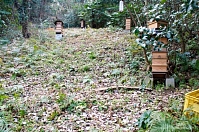 Господдержка – спасательный круг для пчеловодства Японии