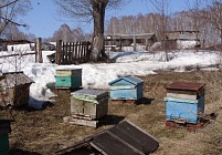 Подкормка пчел в конце зимы и рано весной