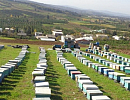 Иран продолжает развивать свое пчеловодство