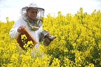 Канада: резкое снижение закупочных цен на мед