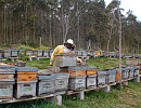 В Чили принят закон о пчеловодстве