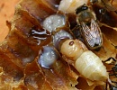 Проблема устойчивости клеща Varroa к лечебным препаратам