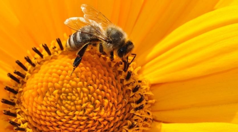 Минсельхоз России о состоянии отечественного пчеловодства в 2020 году