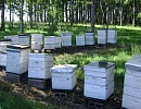 Обострение проблем пчеловодной индустрии Уругвая