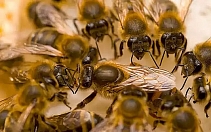 Как общаются пчелы