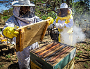 В Бразилии создан подробный Атлас национального пчеловодства