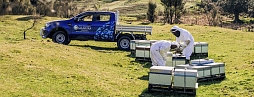 Пчеловодная индустрия Новой Зеландии продолжает бить рекорды 