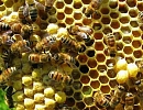 Профильный Комитет Совета Федерации поддержал концепцию закона о пчеловодстве