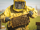Пчеловодство ЕС в 2022 году. Полоса неудач продолжается