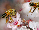 Пчеловодство и геополитика