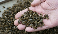 Госдума призвала Генпрокуратуру разобраться в причинах массовой гибели пчел