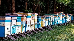 Пчел в Белгородской области защитят от отравления пестицидами