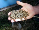 В Татарстане ищут пути предотвращения нового отравления пчел пестицидами