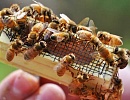 Проблемы с червлением вновь приобретенных пчелиных маток