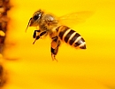 Спасая пчел, спасешься сам