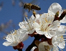 Стационарное безроевое пчеловодство как основа для возрождения продовольственной и экономической значимости пчеловодства