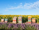 Спад пчеловодства во Франции