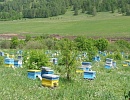 Культура пчеловодства в изменяющихся условиях