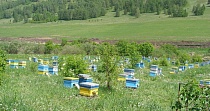 Культура пчеловодства в изменяющихся условиях Культура пчеловодства в изменяющихся условиях