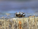 Пестициды и пчелы в России