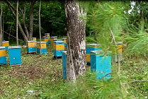 Данные Министерства сельского хозяйства Российской Федерации о российском пчеловодстве
