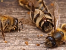 Ущерб экономике России от массовой гибели пчел может превысить триллион рублей  