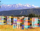 Радикальные сдвиги в пчеловодстве Новой Зеландии