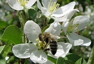 Берегите мир и берегите пчел