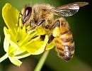 16-й Международный конкурс фотографий о пчеловодстве