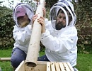 Пчеловоды Новой Зеландии отстаивают свои интересы