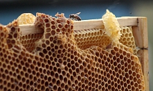 Реформирование Ветеринарной службы по подотрасли пчеловодства -важнейший шаг в ликвидации заболеваний пчёл