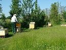 Что еще должен учитывать пчеловод, подготавливая пасеку к медосбору (общие рекомендации) 