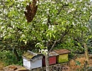 Основные принципы и методы искусственного размножения пчелиных семей (часть 7)