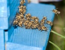 Основные принципы и методы искусственного размножения пчелиных семей (часть 4)
