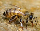 Новая линейка подкормок для пчел СтандартЛайт и ПрофиЛайт