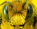 Генно-модифицированные пчелы - угроза мировому пчеловодству