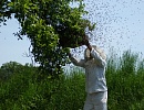 Методы эффективного пчеловождения