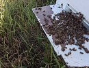 Химическая атака на пчел в России летом 2019 года. Осмысление итогов