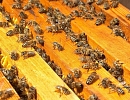 Потери российского пчеловодства в 2020 году