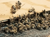 Дискуссия «Ветеринарные препараты в мировом пчеловодстве»
