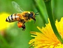 Пчелы - великие труженицы, но не трудоголики
