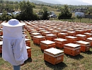 Динамика развития пчеловодства Турции