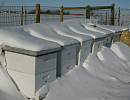 Потери пчелосемей в Канаде в зимовку 2020-2021